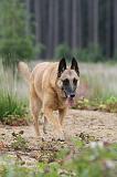 MALINOIS 551